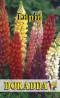 Lupinus_polyphyl_4b3105e505025