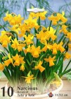 Narcissus_Botani_50587c7d10e94