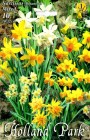 Narcissus_Botani_57ee467690da1