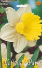 Narcissus_Trumpe_52458440d19ea