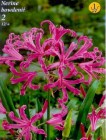 Nerine_1_4b2bdbd481a2f