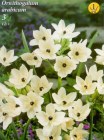 OrnithoArabicum_4b2bdbd886eea