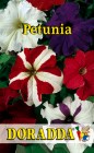 Petunia_hybrida_4b3113f3d78ee