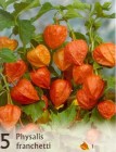 Physalis_4b2bdbde0db69