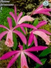 Pleione_1_4b2bdbdf80627