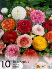 Ranunculus_1_4b2be0a153daf