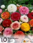 Ranunculus_4b2bdbe240acb