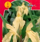 Roscoea_4b2bdbe38a63a