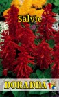 Salvia_splendens_4b310725515ce