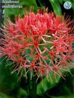 Scadoxus_1_4b2bdbe78b6da