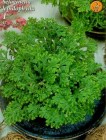 Selaginella_2_4b2bdbe92656c