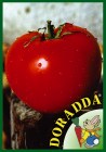 TOMATE_EARLY_PHE_4b2ba6080be75