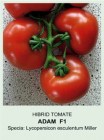 Tomate_ADAM___F1_4b5cb83fa819d