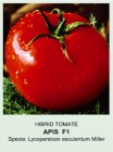 Tomate_APIS___F1_4b5cb87467124