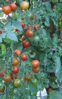 Tomate_CHERRY_BE_54b8f7a34041a