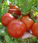 Tomate_HTP_11____58c94681e5bc5