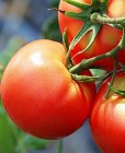 Tomate_KIVELI_F1_54b8f3842d1d5