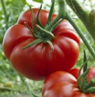 Tomate_MARMANDE_58ef847a8dd8c