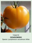 Tomate_OZAROWSKI_4bc0d6434e44d