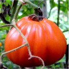 Tomate_RED_PEARE_58c3c3e365fe0