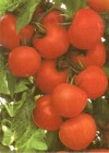 Tomate_hybrid_AB_4edf8101f2514