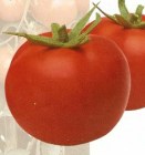 Tomate_hybrid_CI_4edf77dc8a3c7