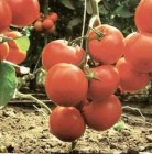 Tomate_hybrid_GA_4ee0a0afdeabc