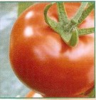 Tomate_hybrid_IV_4edf7dc82f554