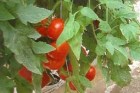 Tomate_hybrid_MA_4edf6511d4553