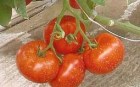 Tomate_hybrid_MA_4edf660847589