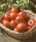 Tomate_hybrid_SU_4ee0b1160d0b9