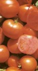 Tomate_hybrid_TO_4ee0b20c48103