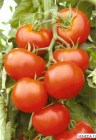 Tomate_hybrid_VE_4edf7a260e083