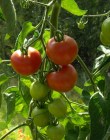 Tomate_hybrid__P_54b7ca5947893