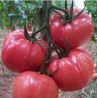 Tomate_roz_MALIN_58b04ffcf35f0