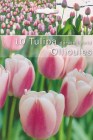Tulipa_Darwin_Hy_506f2b90ea8e1
