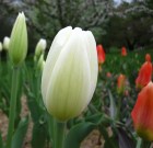 Tulipa_Darwin_Hy_523c612368cdc