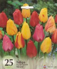 Tulipa_Darwin_hy_5244408ea1993