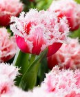 Tulipa_Double_Fr_523e00375f622