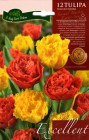 Tulipa_Double_Fr_523e0e94b28d9