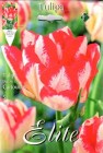 Tulipa_Double_La_50532fcdc16df