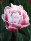 Tulipa_Double_La_523c558fa4e35