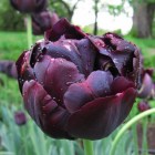 Tulipa_Double_La_59e0b7e155a43