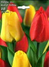 Tulipa_Duo__RED__523e21bdb6605