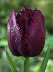 Tulipa_Fringed_C_523c5c009230b