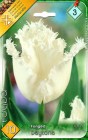 Tulipa_Fringed___57f64650052a2