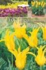 Tulipa_Lily_Flow_506f2554d6601