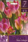 Tulipa_Lily_Flow_506f2ce51aeb8