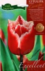 Tulipa_Lily_flow_50532710c6722