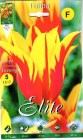 Tulipa_Lily_flow_5053391c77661